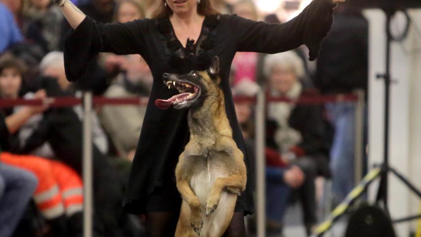 Knuddelalarm in Nürnberg: 3500 Hunde zeigen sich  auf der Cacib 2017