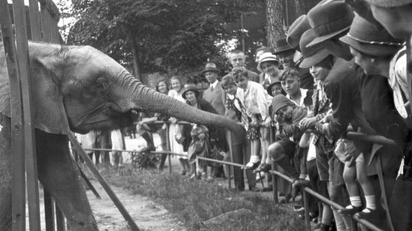 Auch die Elefanten tröteten zu dieser Zeit schon fröhlich im Nürnberger Tiergarten vor sich hin und zogen eine Menge Schaulustige an.