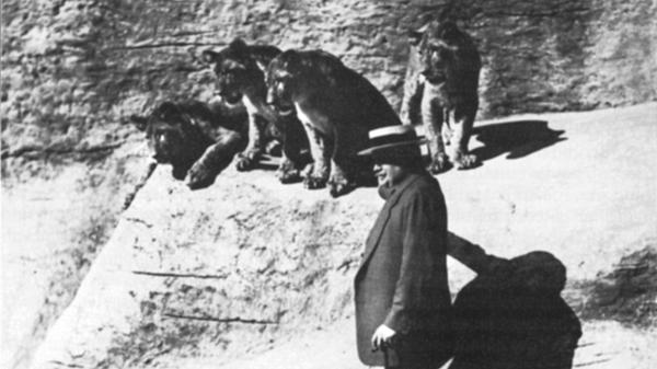 Eine Zeit lang gab es im Tiergarten eine Raubtierdressur. Tierinspektor Münzthaler übte, inspiriert von anderen Raubtierschauen, mit acht Löwenjungen Kunststücke ein. Die sprangen bald durch Reifen, schaukelten oder ließen sich auf einem Wagen von Ponys durch den Käfig ziehen. Star der Show war Rex. Die Vorführungen wurden 1930 eingestellt, nachdem es ein paar Mal zu Zwischenfällen gekommen war. Die Löwen brachen immer wieder aus und verletzten einmal ein Vorstandsmitglied, das seine Hand durch das Gitter gesteckt hatte. Im Bild Vorstandsmitglied Wilhelm Weigel im Löwengehege.