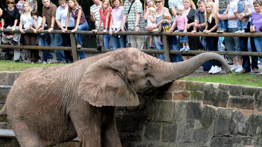 ... mussten sich der Tiergarten von Elefantenkuh Yvonne verabschieden. Knapp ein Jahr nach Kiris Tod ging es für sie in den Rostocker Zoo, um nicht mehr alleine im Gehege zu stehen - und bessere Bedingungen für ihr verkürztes Bein vorzufinden.
Die Afrikanische Elefanenkuh lebte seit 1969 im Tiergarten. Obwohl der Tiergarten als der zweitgrößte Landschaftszoo Deutschlands gilt, bekamen die Besucher hier seitdem keine Elefanten mehr zu sehen. Eine moderne Anlage wäre einfach zu teuer. Zumindest im Moment. Yvonne starb am 23. April 2009 in Rostock. ... mussten sich der Tiergarten von Elefantenkuh Yvonne verabschieden. Knapp ein Jahr nach Kiris Tod ging es für sie in den Rostocker Zoo, um nicht mehr alleine im Gehege zu stehen - und bessere Bedingungen für ihr verkürztes Bein vorzufinden.
Die Afrikanische Elefanenkuh lebte seit 1969 im Tiergarten. Obwohl der Tiergarten als der zweitgrößte Landschaftszoo Deutschlands gilt, bekamen die Besucher hier seitdem keine Elefanten mehr zu sehen. Eine moderne Anlage wäre einfach zu teuer. Zumindest im Moment. Yvonne starb am 23. April 2009 in Rostock.