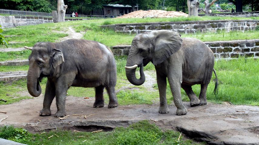 Nürnbergs letzte Elefanten: Kiri (l.) und Yvonne. Vor zehn Jahren nahm der Tiergarten Abschied von der asiatischen Elefantenkuh. Am 6. August 2007 knickte sie mit den Hinterbeinen um, nur noch Mitbewohnerin Yvonne konnte ihr auf die Beine helfen. Schon seit Jahren hatte Kiri Probleme mit Arthrose aufgrund ihres Alters. Die Feuerwehr rückte mit Spezialgerät an, um die Elefantenkuh aufzurichten - vergebens. Ihr fehlte einfach die Kraft, sich auf ihren Hinterbeinen aufzurichten. Am 7. August entschlossen sich Pfleger, Tierärzte und Zoologen dazu, Kiri weiteres Leid zu ersparen. Sie wurde im Alter von 45 Jahren eingeschläfert. Kurze Zeit später...