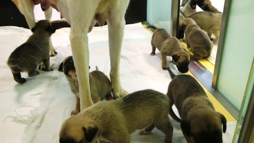 Einsatz fürs Nürnberger Tierheim: Hunde abgemagert, Frettchen tot 