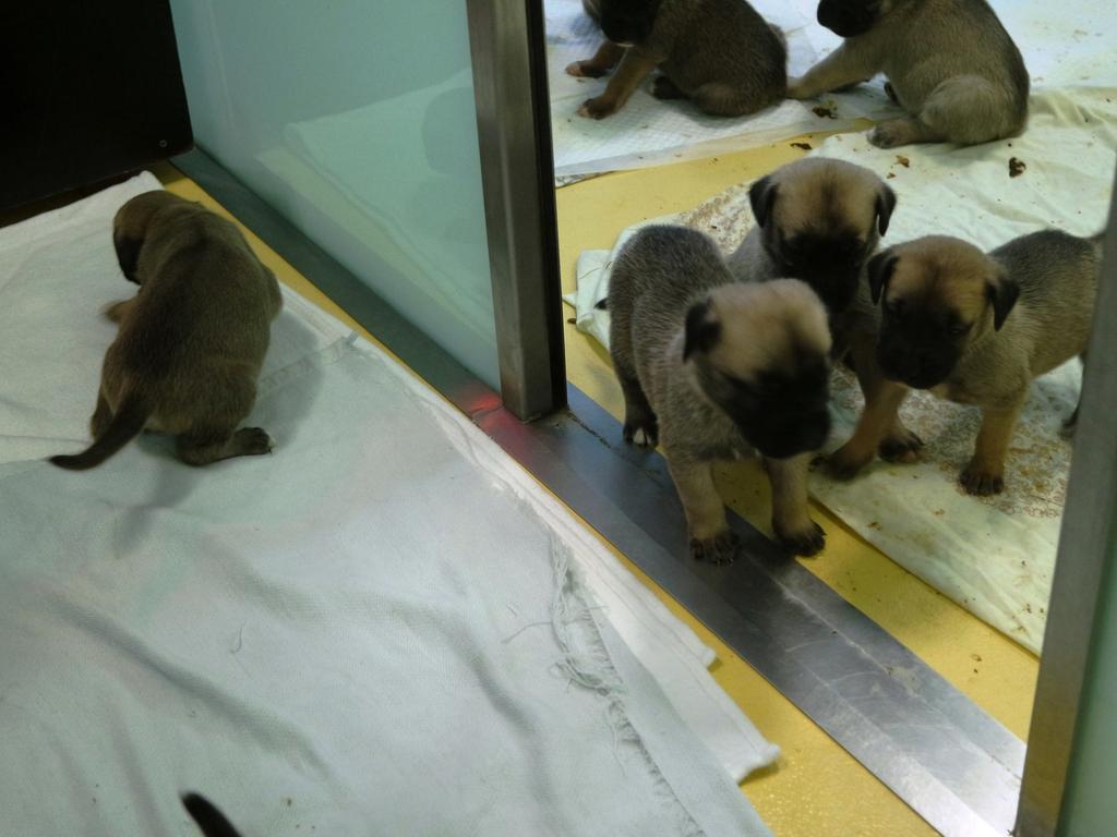 vollig abgemagerte hunde aus further wohnung gerettet furth nordbayern de