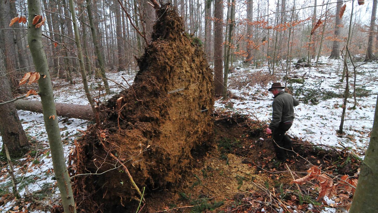 Sturmtief Egon riss sogar zahlreiche massive Bäume im Kellerwald aus dem Boden.