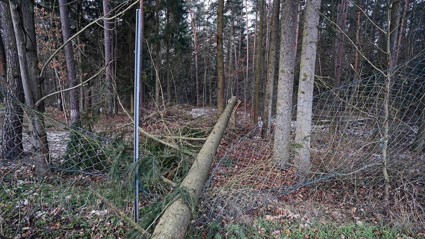 Auf dem Parkplatz der Turnerschaft Herzogenaurach hat Sturmtief "Egon" einen Baum wie ein Streichholz umgeknickt.