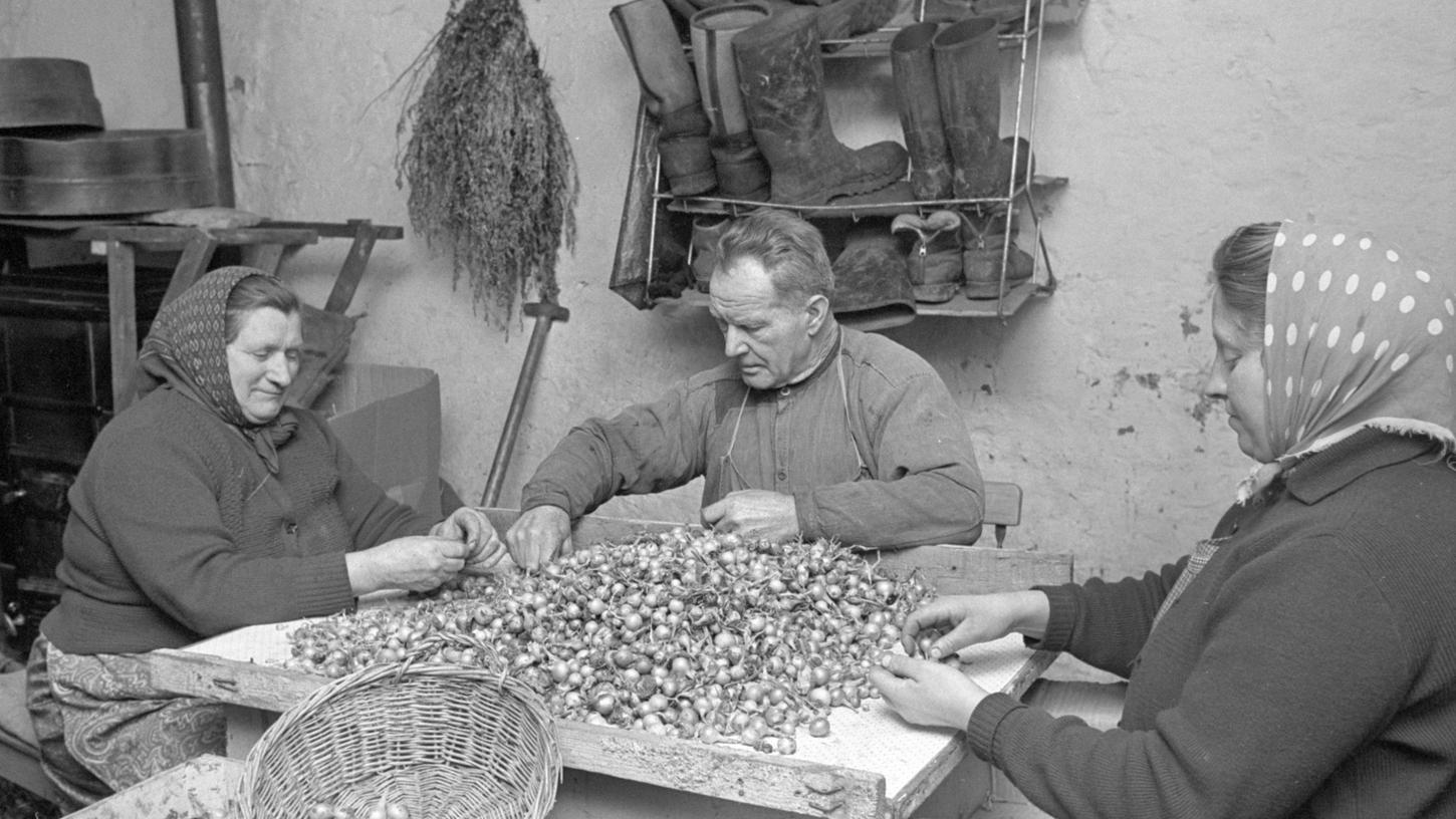 14. Januar 1967: Jetzt werden die Steckzwiebeln geklaubt