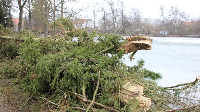 An der Winterung in Bad Windsheim stürzten mehrere Bäume um.