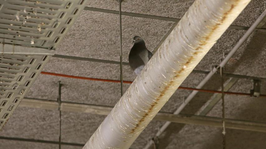 Bis vor kurzem hatten es sich im Keller noch über 300 Tauben gemütlich gemacht. Teure Netze sollten verhindern, dass die Vögel auf den dicken Versorgungsrohren Platz nahmen. Das klappte zwar, nur weniger wurden sie dadurch nicht. Jetzt fängt ein Fachmann die Tauben ein und siedelt sie um in die Natur, mit Erfolg.