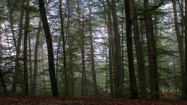 Was mancher nicht weiß: Hätte es die Fürstbischöfe nicht gegeben, gäb's hier heute keine Keller. Einst war der Kellerwald das Jagdgebiet der Landherren, die ihren Sitz in der Bammersdorfer Jägersburg hatten. Hätte es sie nicht gegeben, wäre der Kellerwald sicherlich gerodet und wirtschaftlich genutzt worden.