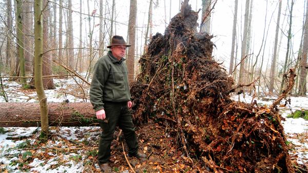 Insgesamt besteht der Kellerwald aus 198 Hektar. Um das grüne Herz Forchheims kümmert sich übrigens Stadtförster Stefan Distler.