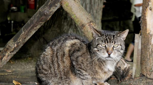 Sogar eine eigene Kellerwaldkatze gibt es: Jeder nennt sie ein bisschen anders - wir haben sie als „Rappi“ kennengelernt.