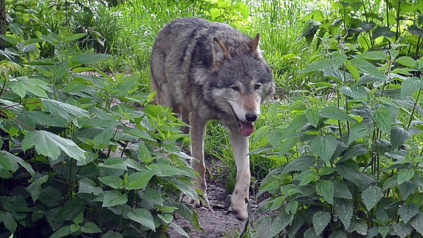 Jetzt bei Neumarkt: Wieder Wolf in Nordbayern gesichtet 
