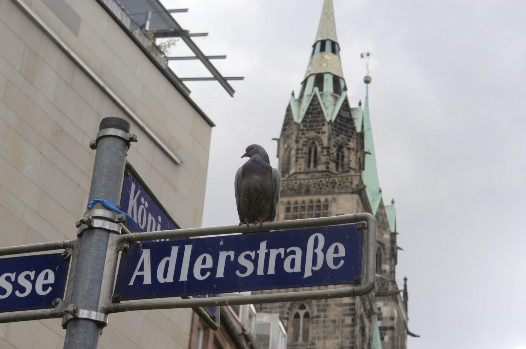 Immer noch ein Problem sind die "Ratten der Lüfte", wie die gerade in Städten unbeliebten Tauben oft genannt werden. Ihr Kot greift die Oberfläche des uralten Sandsteins an. Deswegen ist die Kirche mit feinen Netzen überspannt, die die Tauben am Landen hindern sollen und so auch deren Kot fernhalten. Und auch aus der Luft kommt Hilfe: Auf der Burg und an der Sebalduskirche leben Wander- und Turmfalken. Sie fangen höher fliegende Tauben ab und halten so deren Bestand niedrig.