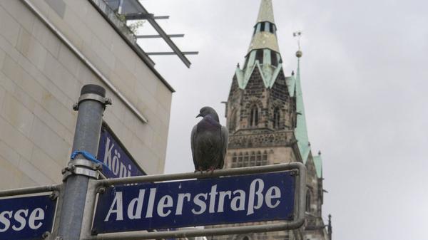 Immer noch ein Problem sind die "Ratten der Lüfte", wie die gerade in Städten unbeliebten Tauben oft genannt werden. Ihr Kot greift die Oberfläche des uralten Sandsteins an. Deswegen ist die Kirche mit feinen Netzen überspannt, die die Tauben am Landen hindern sollen und so auch deren Kot fernhalten. Und auch aus der Luft kommt Hilfe: Auf der Burg und an der Sebalduskirche leben Wander- und Turmfalken. Sie fangen höher fliegende Tauben ab und halten so deren Bestand niedrig.