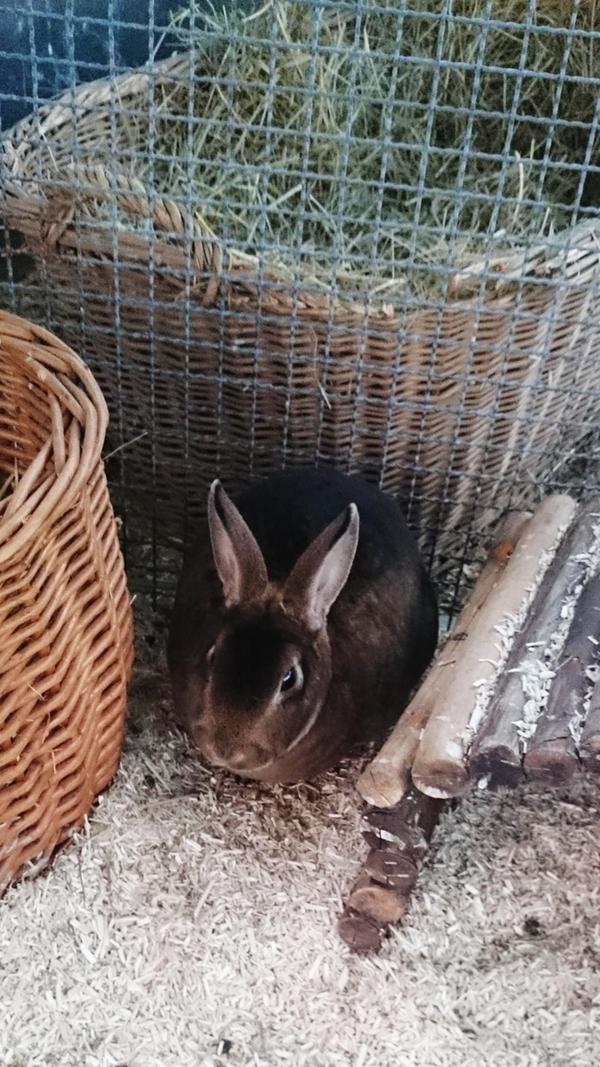 Hallo, ich bin Anja und suche ein geselliges Zuhause mit Artgenossen. Jedes soziale Tier braucht Artgenossen! Wussten Sie, dass die Haltung eines Kaninchen als Einzeltier oder auch mit einem Meerschweinchen zusammen keine artgerechte Lösung ist? Deshalb geben wir unsere Kaninchen nur zu zweit oder zu einem bestehenden Tier oder einer Gruppe ab. Da diese Tiere bis zu 12 Jahre alt werden können, sollte man den Platzbedarf nicht unterschätzen. Kaninchen brauchen viel Freifläche, um ihre Bedürfnisse des Hakenschlagens und Rennens voll ausleben zu können. Sie möchten gerne unseren Kaninchen ein artgerechtes Zuhause schenken. Dann beraten wir Sie gerne über alle Haltungs und Pflegebedürfnisse dieser Tiere. Weitere Infos unter der Telefonnummer 09151/6095923 zu den Vermittlungszeiten: Dienstag bis Freitag 13.30 Uhr - 15.30 Uhr.