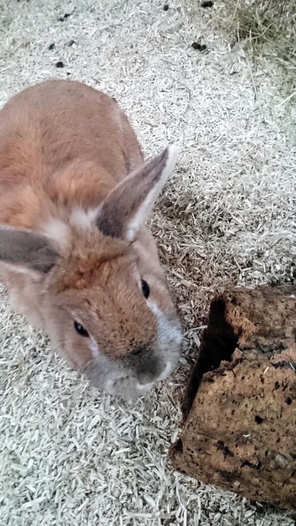 Hallo, ich bin Sina und suche ein geselliges Zuhause mit Artgenossen. Jedes soziale Tier braucht Artgenossen! Wussten Sie, dass die Haltung eines Kaninchen als Einzeltier oder auch mit einem Meerschweinchen zusammen keine artgerechte Lösung ist? Deshalb geben wir unsere Kaninchen nur zu zweit oder zu einem bestehenden Tier oder einer Gruppe ab. Da diese Tiere bis zu 12 Jahre alt werden können, sollte man den Platzbedarf nicht unterschätzen. Kaninchen brauchen viel Freifläche, um ihre Bedürfnisse des Hakenschlagens und Rennens voll ausleben zu können. Sie möchten gerne unseren Kaninchen ein artgerechtes Zuhause schenken. Dann beraten wir Sie gerne über alle Haltungs und Pflegebedürfnisse dieser Tiere. Weitere Infos unter der Telefonnummer 09151/6095923 zu den Vermittlungszeiten: Dienstag bis Freitag 13.30 Uhr - 15.30 Uhr.