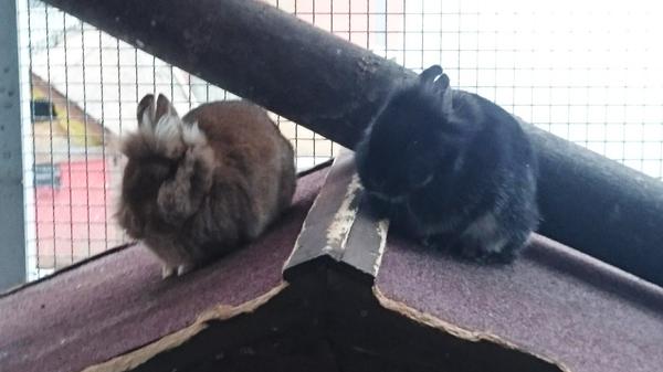 Hallo, wir sind Tomy und Alex und suchen gerne ein gemeinsames Zuhause. Jedes soziale Tier braucht Artgenossen! Wussten Sie, dass die Haltung eines Kaninchen als Einzeltier oder auch mit einem Meerschweinchen zusammen keine artgerechte Lösung ist? Deshalb geben wir unsere Kaninchen nur zu zweit oder zu einem bestehenden Tier oder einer Gruppe ab. Da diese Tiere bis zu 12 Jahre alt werden können, sollte man den Platzbedarf nicht unterschätzen. Kaninchen brauchen viel Freifläche, um ihre Bedürfnisse des Hakenschlagens und Rennens voll ausleben zu können. Sie möchten gerne unseren Kaninchen ein artgerechtes Zuhause schenken. Dann beraten wir Sie gerne über alle Haltungs und Pflegebedürfnisse dieser Tiere. Weitere Infos unter der Telefonnummer 09151/6095923 zu den Vermittlungszeiten: Dienstag bis Freitag 13.30 Uhr - 15.30 Uhr.