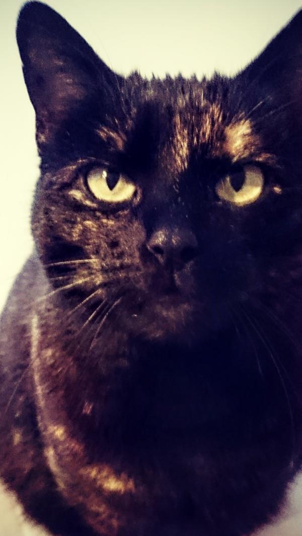 Hallo ich bin Mimile, eine sehr verschmuste und zutrauliche, ca. 3 Jahre alte Katze. In meinem neuen Zuhause sollte ich die einzige Katze sein, die auch in die Natur darf. Weitere Infos unter der Telefonnummer 09151/6095923 zu den Vermittlungszeiten: Dienstag bis Freitag 13.30 Uhr - 15.30 Uhr.