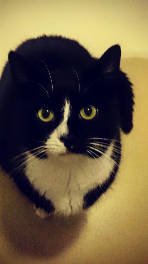 Ich bin ein ca. 2 Jahre alter, sehr aktiver Kater. Am liebsten wünsche ich mir ein Zuhause mit Freigang. Da ich sehr verschmust und verspielt bin, freue ich mich auch über Kinder. Ob ich zu einer zweiten Katze passe, entscheidet die Sympathie und muss erst getestet werden. Weitere Infos unter der Telefonnummer 09151/6095923 zu den Vermittlungszeiten: Dienstag bis Freitag 13.30 Uhr - 15.30 Uhr.