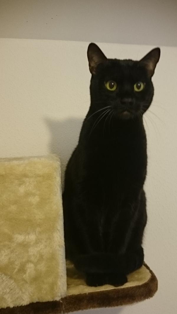 Ich bin Charly, eine Bengalkatze, und die beste Freundin von Sina (vorheriges Bild). Ich möchte nur mit ihr zusammen vermittelt werden. Wie Sie sehen können, bin auch ich eine reinrassige Bengalkatzen, die auch schon eine Menge Preise und Auszeichnungen gewonnen hat. Wo sind die Liebhaber unserer Rasse, die uns gemeinsam ein artgerechtes Kuschelplätzchen schencken? Weitere Infos unter der Telefonnummer 09151/6095923 zu den Vermittlungszeiten: Dienstag bis Freitag 13.30 Uhr - 15.30 Uhr.