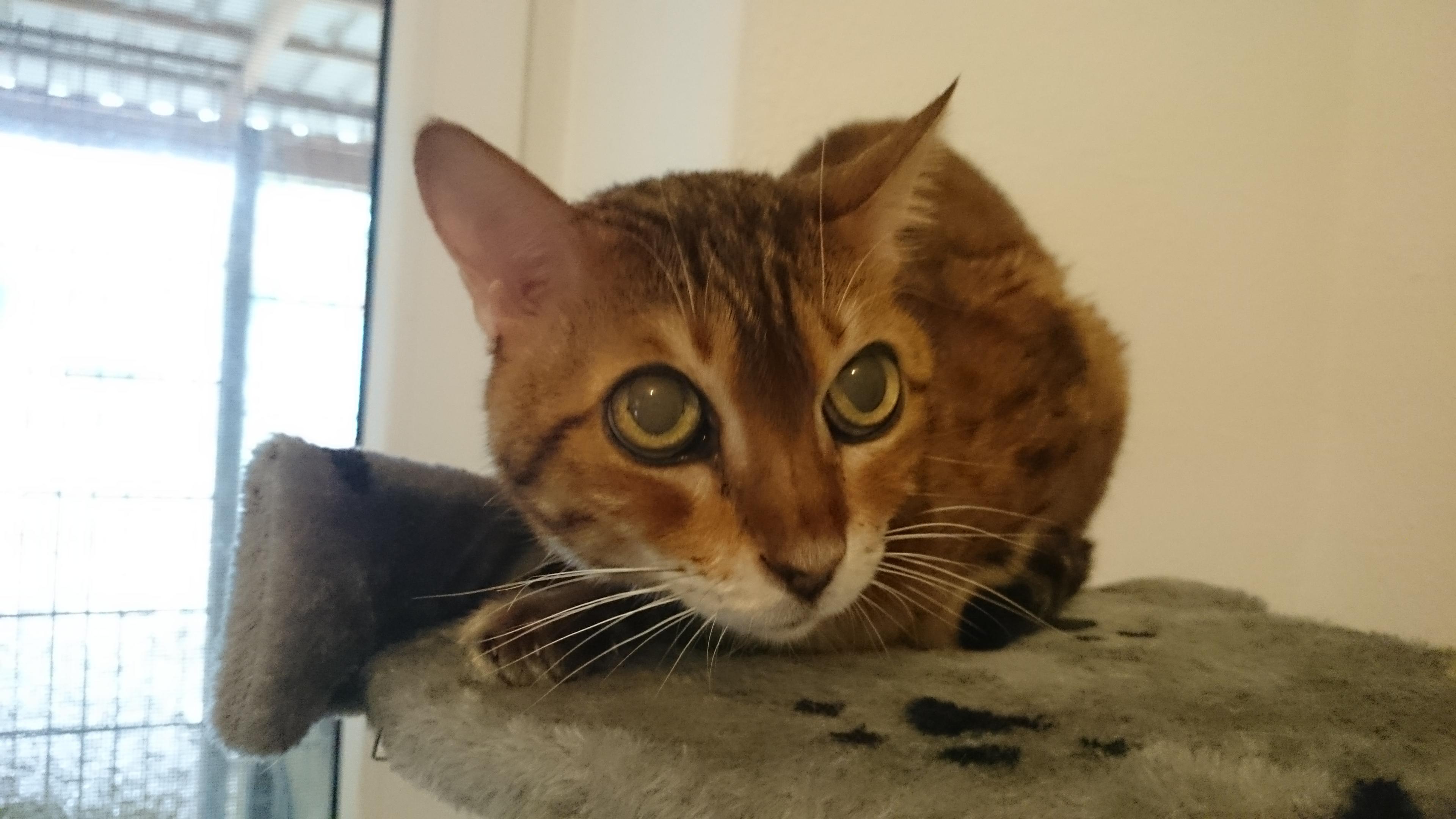 Tierheim Hersbruck: Diese Tiere suchen ein Zuhause - Hersbruck | Nordbayern