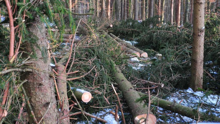 Stadtförsterei Forchheim bringt den Wald auf Vordermann