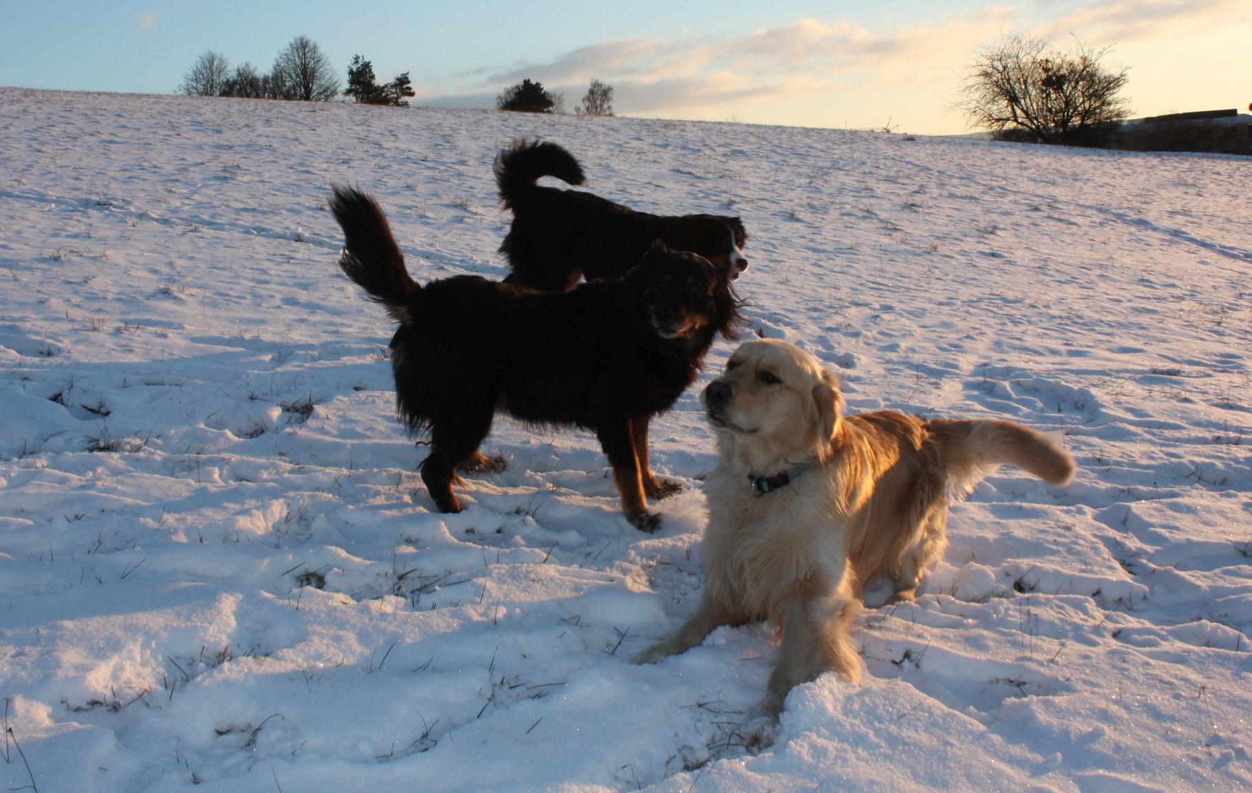87+ Leinenpflicht Für Hunde Im Wald Sachsen Soislee