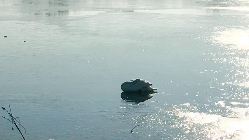Schlafender Schwan am Wöhrder See sorgt für Aufregung