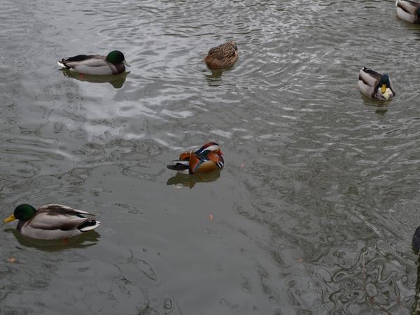 Bitte nicht füttern: Brot schadet Enten