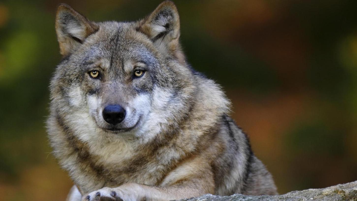 Der Wolf ist auf dem Vormarsch: Bald auch im Landkreis Roth