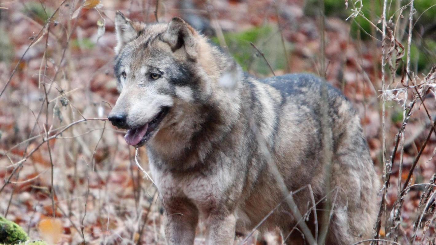 Hat ein Wolf eine Hirschkuh bei Hohenfels gerissen?