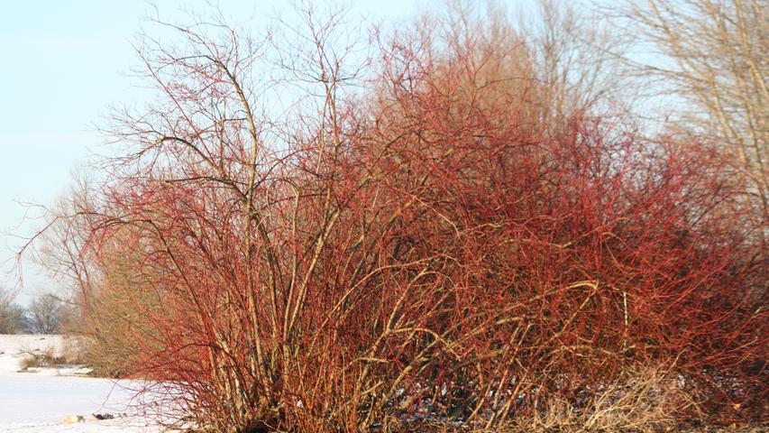 In wunderbarem Rot erstrahlt dieser Busch m Schein der frostigen Abendsonne am Altmühlsee.