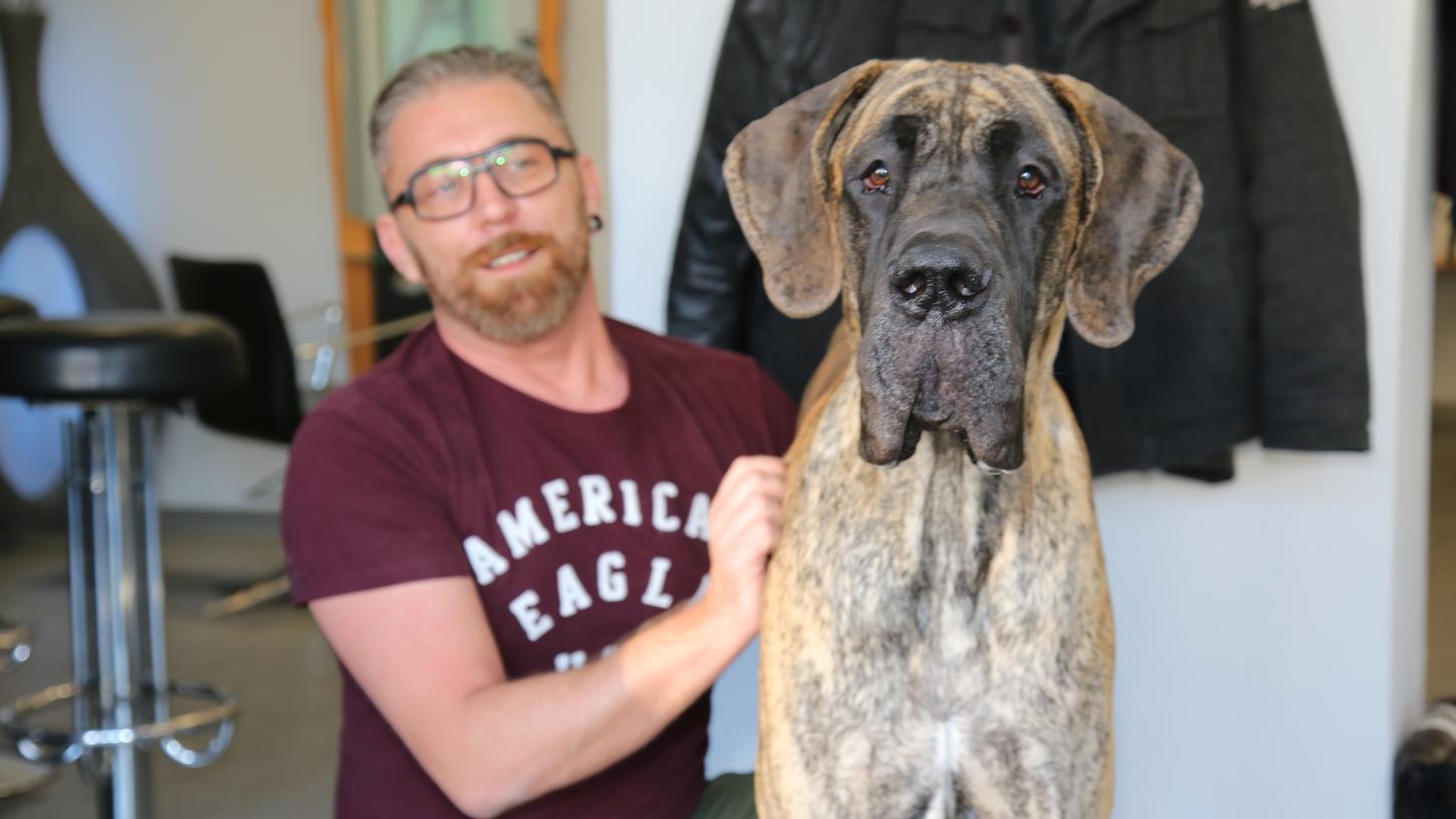 Ein Koloss von 72 Kilo: Das ist Frankens größter Hund