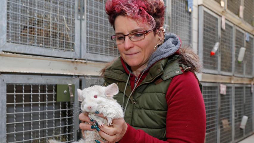 Verwahrloste Chinchillas werden im Tierheim aufgepäppelt