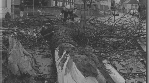 Auch in Großhabersdorf wütete Orkan Lothar und riss mehrere Bäume um.
