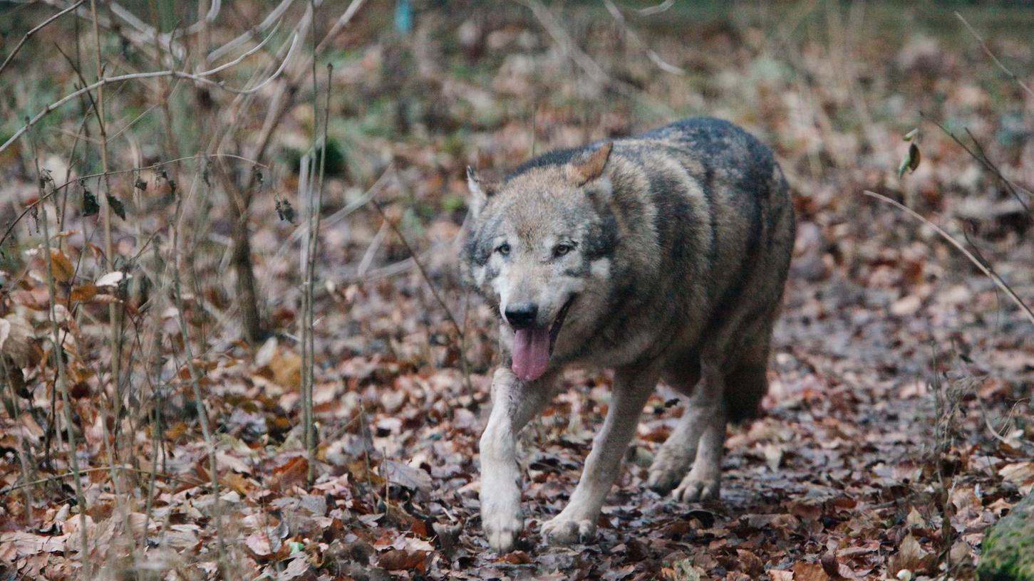 In Fotofalle getappt: Wolf im Landkreis Bamberg gesichtet