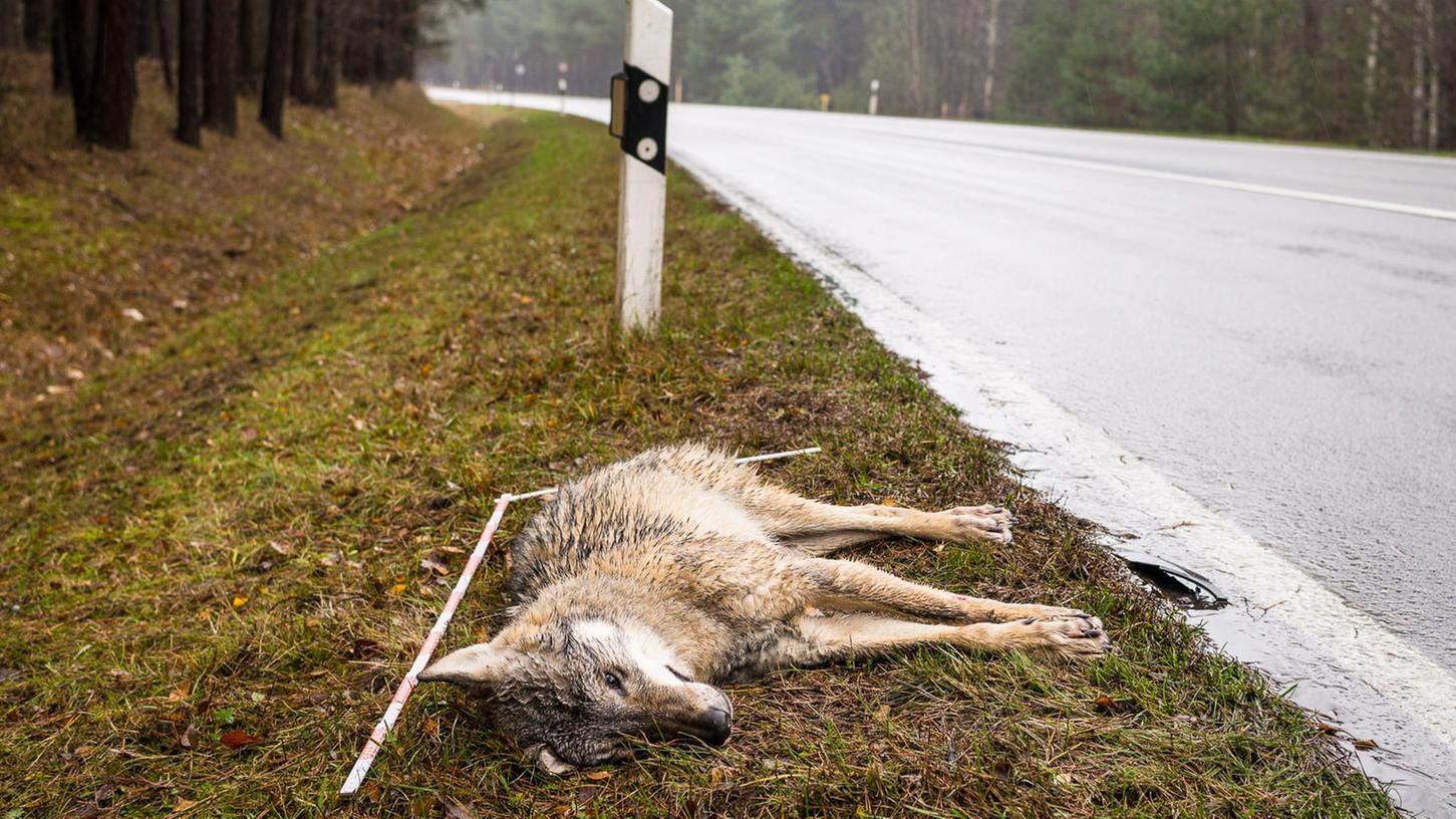 Ein Wolf - hier ein Symbolbild - ist am Mittwoch nahe Pegnitz von einem Auto angefahren und dabei getötet worden.