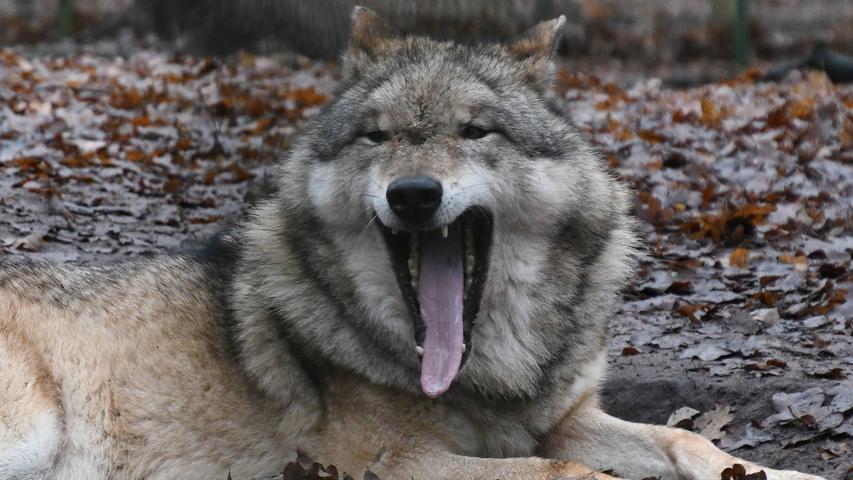 Seit 2019 gibt es für den Wolf in Bayern den Managementplan Stufe 3. Darin sind die Richtlinien im Umgang mit dem Wolf festgeschrieben. Es geht um Meldewege, Entschädigungsregeln, Umgang mit auffälligen Tieren und mehr. 