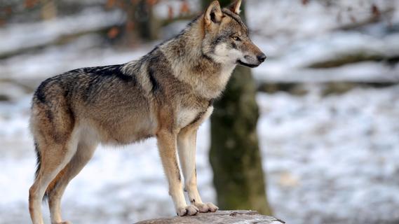 Lebensraum, Beute, Gesetze: Das sollten Sie über Wölfe wissen