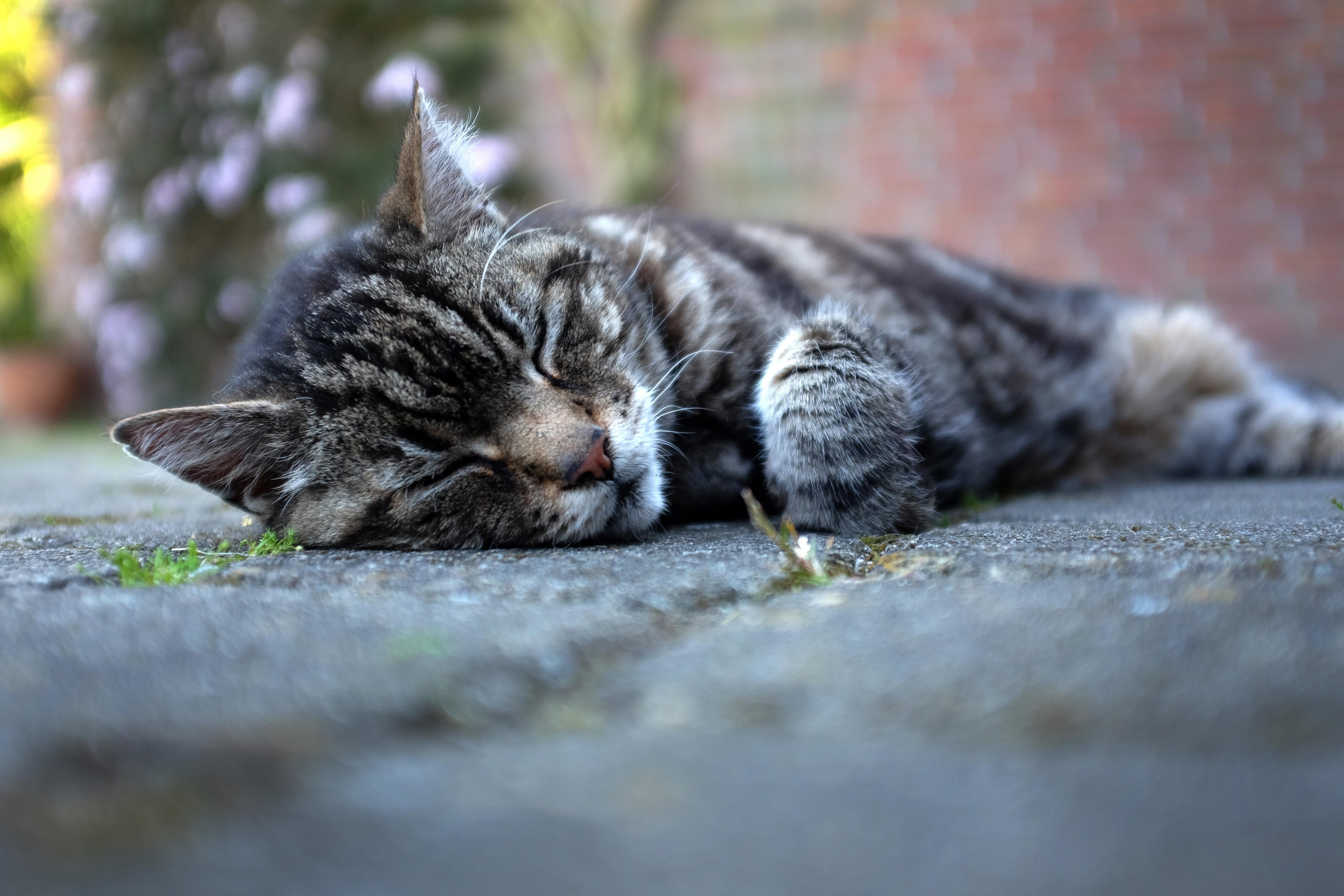  Braucht Deutschland eine Katzensteuer? Motiv 