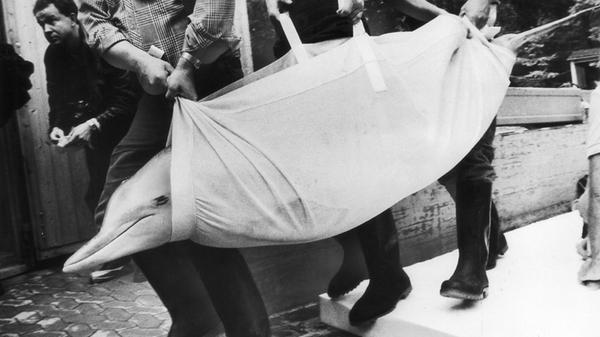 Mit Hebebühne, Schaumstoffmatten, Tragedecken und Geduld sind im Oktober 1980 die ersten drei Delphine in ihr Ausweichquartier im Betriebshof des Tiergartens gebracht worden. Dort blieben sie, bis das Delphinarium von Grund auf renoviert war. Tiergartendirektor Manfred Kraus war bei der Aktion mindestens so aufgeregt wie seine Schützlinge.