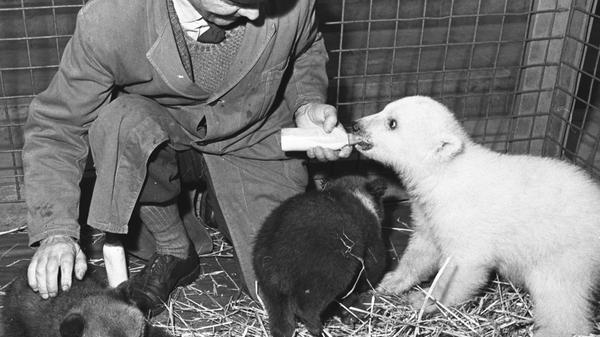 In den sechziger Jahren kamen erstmals zwei kleine Braunbären mit dem Jung-Eisbären "Twenty" zusammen. Das Bärentrio versammelte sich zur Fütterung im Bärenkindergarten einträchtig um die Milchflaschen, die ihnen Pfleger Oberinspektor Kaspar Walz reicht.