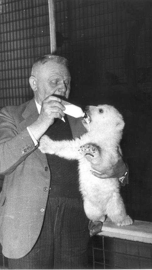 In den Fünziger Jahren beherbergte der Tiergarten auch Eisbären: Tierinspektor C. Münzthaler zog die kleinen Weißen mit der Flasche auf.