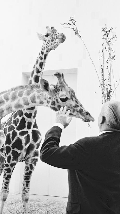 Das erste Paar Giraffen konnte noch vor Kriegsausbruch einziehen - im Juli 1914 bereicherten sie die Artenvielfalt des Tiergartens, der bis dahin fast 1500 Tiere umfasste. Auf dem Foto begrüßt Bürgermeister Franz Haas zwei Netzgiraffen, die in den 60er Jahren angeschafft wurden.