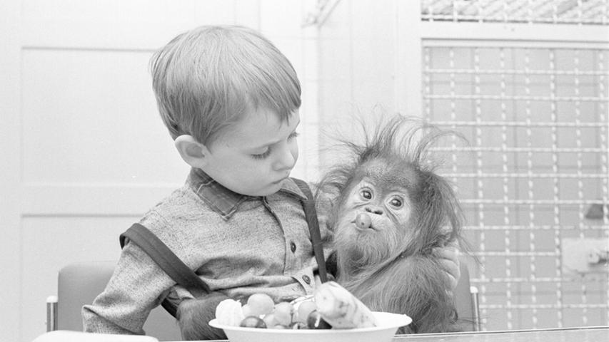 Menschenkind mit Menschenaffenkind: Die Nachzucht von Orang-Utans ist schwierig, und doch hat schon so mancher kleine Menschenaffe im Nürnberger Zoo das Licht der Welt erblickt. Das erste Mal war das 1929, als der kleine Orang-Utan Bobby zur Welt kam. "Der erste Orang, der auch in der Gefangenschaft seine Embryonalentwicklung durchgemacht hat." Über ihn wurde sogar ein Film gedreht. Der Kleine musste allerdings mit der Flasche aufgezogen werden: Seine Eltern starben zwei Monate nach seiner Geburt an Skorbut. Der kleine Marud (Foto) kam in den sechziger Jahren zur Welt und freute sich über die Trauben, die ihm Olli, der Sohn seines Betreuers, damals zusteckte.