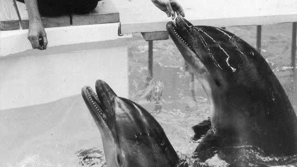 Die Delfinhaltung ist immer wieder Gegenstand heftiger Kritik. 1971 bezogen die ersten Bewohner das neu gebaute Delfinarium. Der Bau dauerte damals rund eineinhalb Jahre und kostete drei Millionen Mark. Im August 1971 trafen um 3 Uhr morgens die ersten fünf Bewohner des neu erbauten Delfinariums ein. Nürnberg war damit die dritte deutsche Stadt (nach Duisburg und Hamburg) mit diesen Meeressäugern im Zoo. Ein achteckiges Vorführbecken hielt im Zuschauerhaus für die Neuankömmlinge rund 1000 Kubikmeter Wasser bereit, das eine Seewasseraufbereitungsanlage mit fast 600 Zentnern Salz in einen Mini-Ozean verwandelte. Ruhebecken und Futterraum schlossen sich an. Nach damaligem Kenntnisstand boten sich optimale Voraussetzungen für die Haltung von Delfinen in künstlichem Salzwasser weitab vom Meer. Das Seeaquarium in Miami legte auch strenge Maßstäbe beim Export der Tiere an, die alle aus den Gewässern vor der Küste Floridas stammten. Zwei Delfine wurden bereits seit einem Monat in Duisburg trainiert, ihre drei Artgenossen kamen dagegen direkt per Flugzeug aus Übersee.