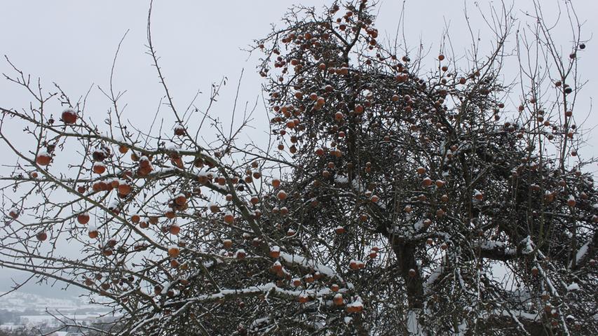 Vogelfreuden gibt es im Winter unterhalb des Walberlas, wo ein Apfelbaum zum winterlichen Vitaminschmaus zahlreiche Amseln, Spatzen, Meisen und andere Vögel einlädt.