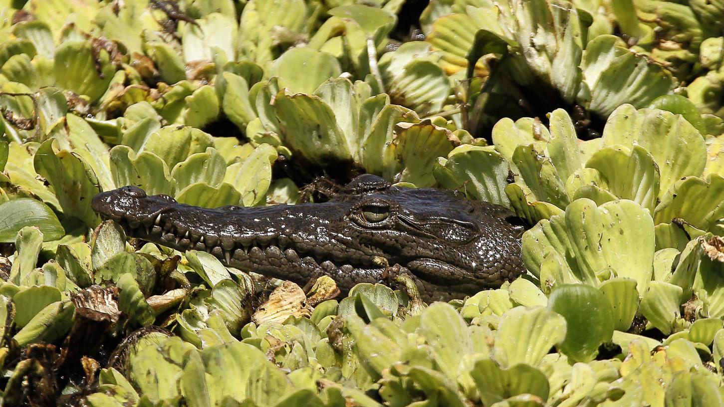 Tierische Begegnungen in Costa Rica Tierische Begegnungen in Costa Rica