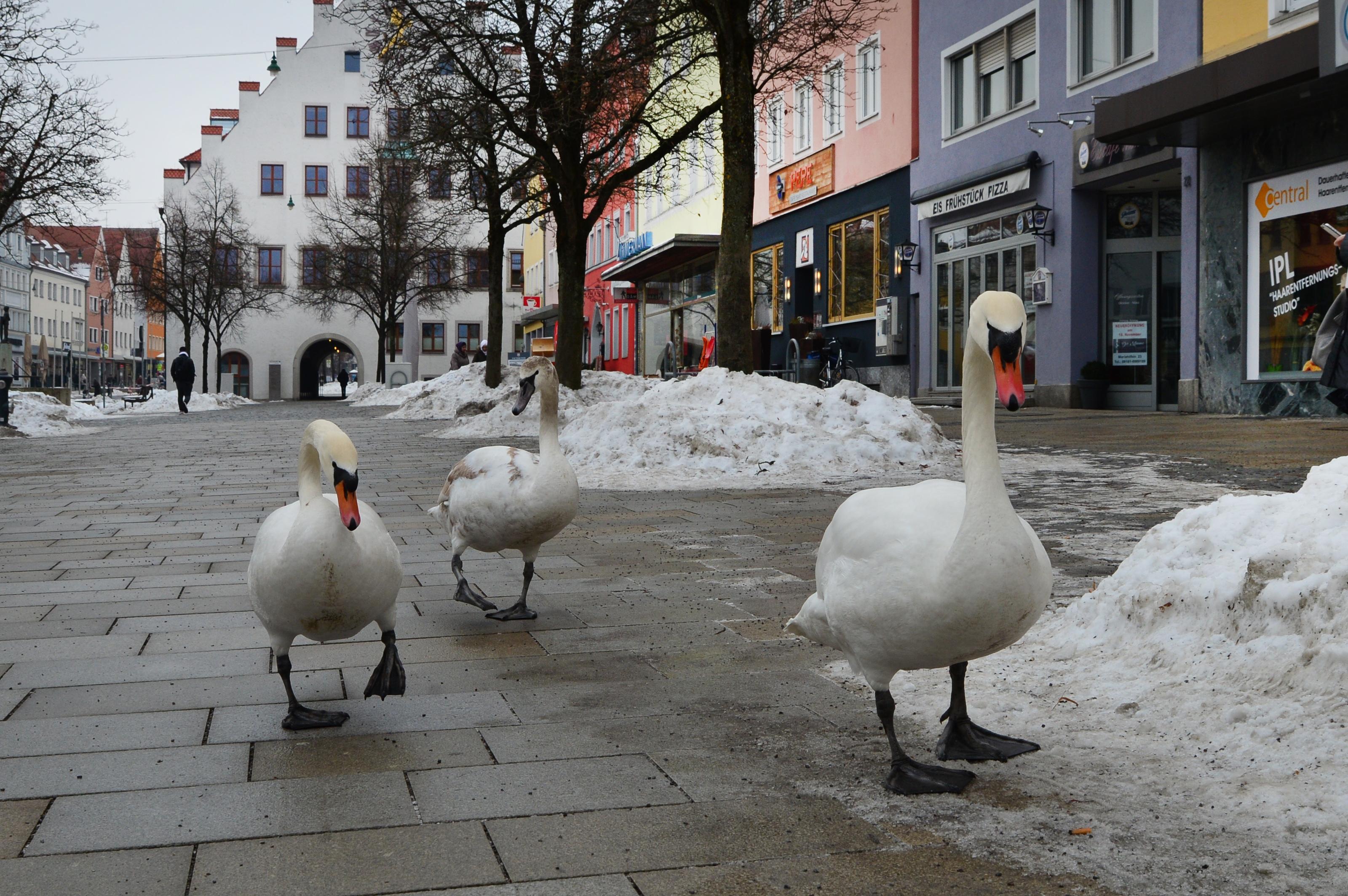 Schwäne im Nebel: Wasservögel von Landstraße und aus Garten gerettet
