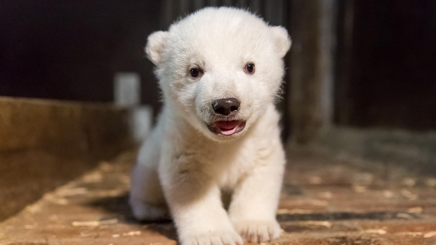 Der kleine Eisbär, der Anfang November im Tierpark Berlin geboren wurde, trug den Namen Fritz.